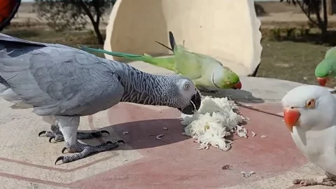 Cute Parrots Stock Footage 166014426