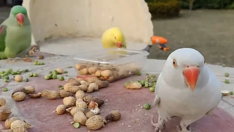 Cute Parrots Stock Footage 166014569