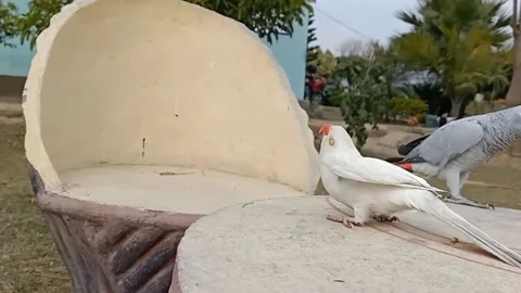 Cute Parrots Stock Footage 166014647