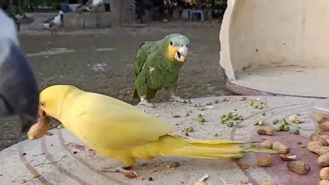 Cute Parrots 스톡 동영상 166014691