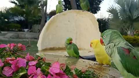 Cute Parrots 스톡 동영상 166017256