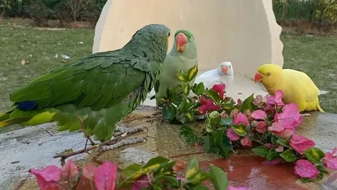 Cute Parrots 스톡 동영상 166017401