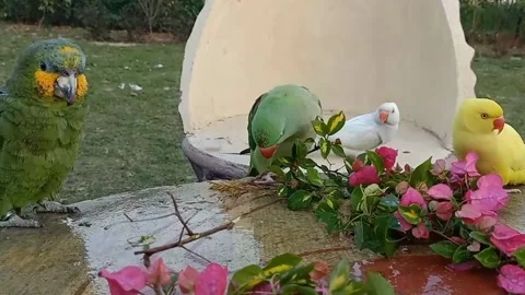 Cute Parrots Stockbeeldmateriaal 166018016