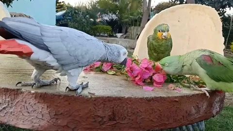 Cute Parrots Stock Footage 166019752