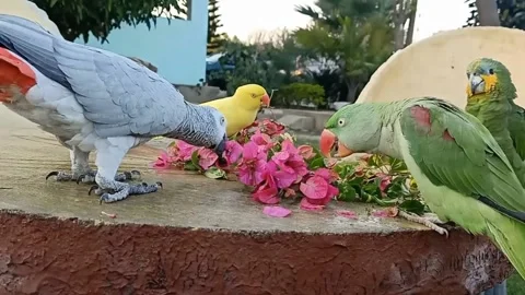 Cute Parrots 스톡 동영상 166019988