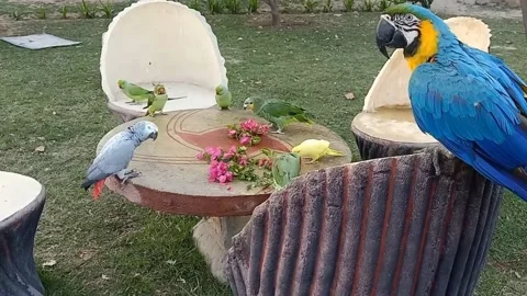 Cute Parrots Stock Footage 166020221