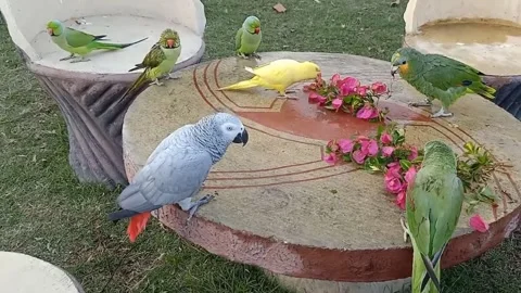 Cute Parrots Stock Footage 166020360