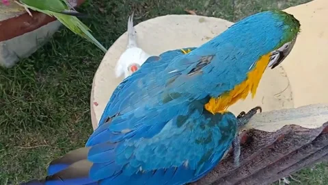 Cute Parrots 스톡 동영상 166020568