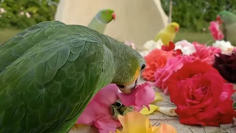 Cute Parrots Video stock 166036218