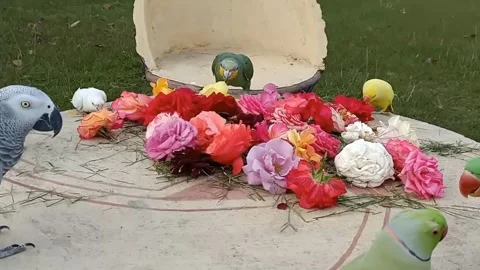 Cute Parrots Stock Footage 166036669