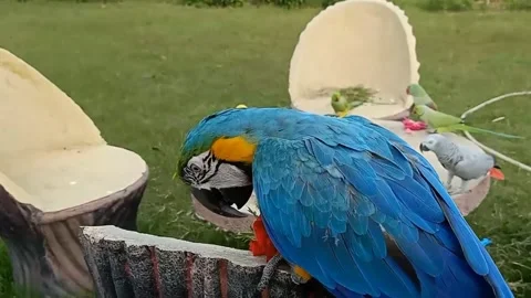 Cute Parrots Stock Footage 166037669