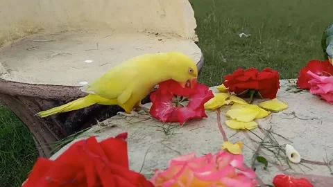 Cute Parrots Video stock 166037989