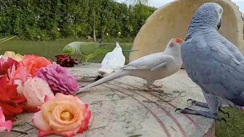 Cute Parrots 스톡 동영상 166038578