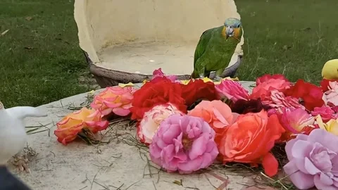 Cute Parrots 스톡 동영상 166038714