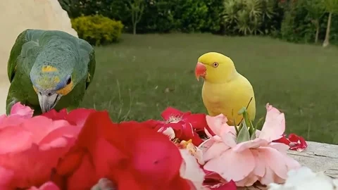 Cute Parrots 스톡 동영상 166038810