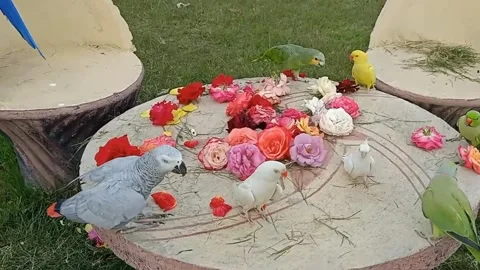 Cute Parrots Stock-Footage 166038816
