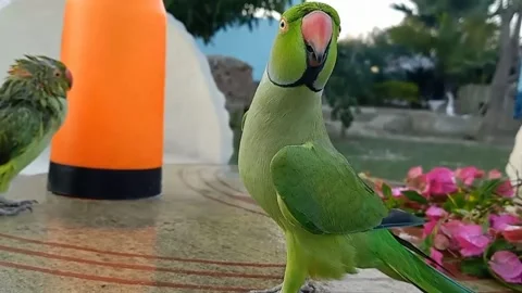 Cute Parrots Stockbeeldmateriaal 166072166