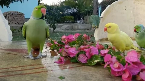 Cute Parrots Stock Footage 166072175