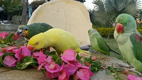 Cute Parrots Stock Footage 166072196