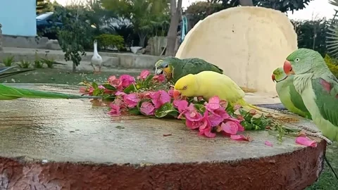 Cute Parrots Stock-Footage 166072220