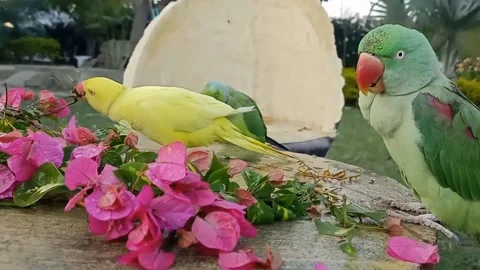 Cute Parrots Stock Footage 166072309