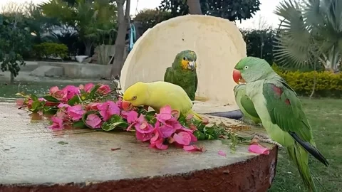 Cute Parrots 스톡 동영상 166072323