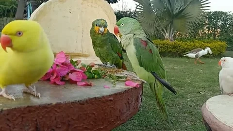Cute Parrots Stock-Footage 166072355