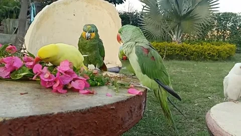 Cute Parrots 스톡 동영상 166072422