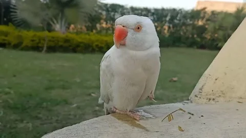 Cute Parrots Stock Footage 166072443