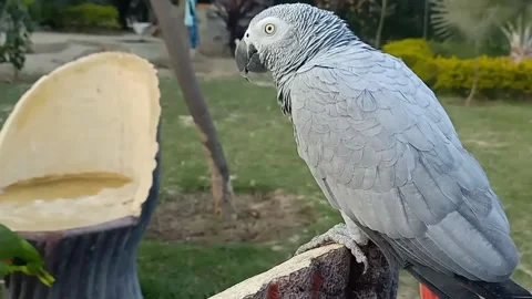 Cute Parrots Stock Footage 166072588