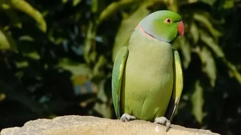 Cute Parrots 스톡 동영상 166101549