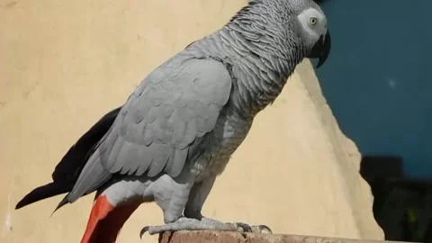 Cute Parrots Stock Footage 166101640