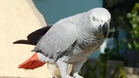 Cute Parrots Stock Footage 166101905