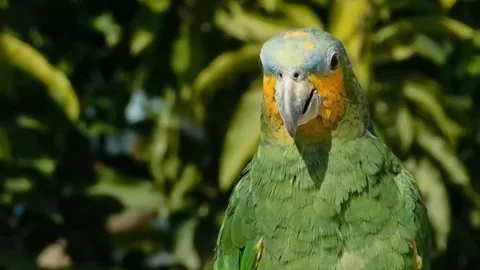 Cute Parrots Stock Footage 166102361