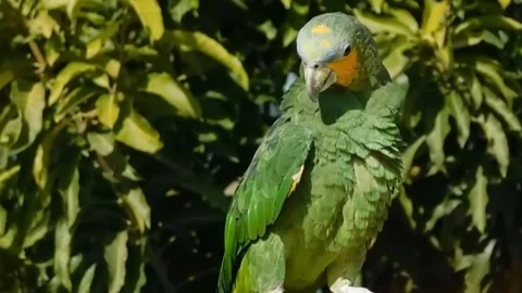 Cute Parrots Stock Footage 166102484