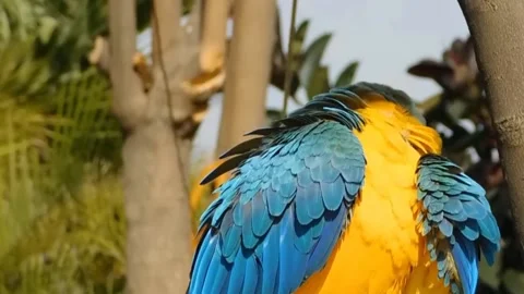 Cute Parrots Stock Footage 166102694