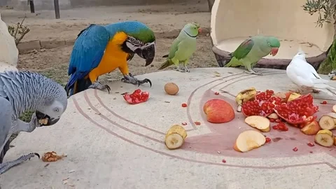 Cute Parrots 動画素材 166129799