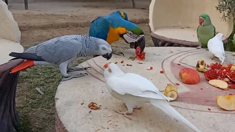 Cute Parrots 스톡 동영상 166130174