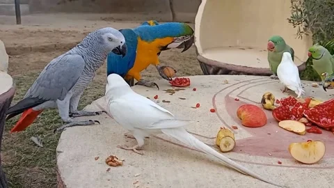 Cute Parrots 스톡 동영상 166130209