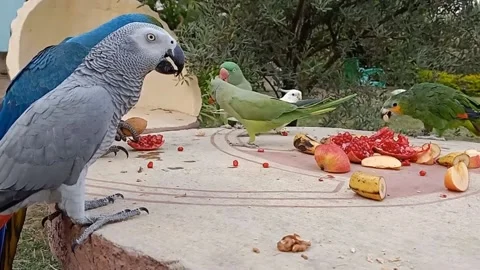 Cute Parrots Stock Footage 166130218