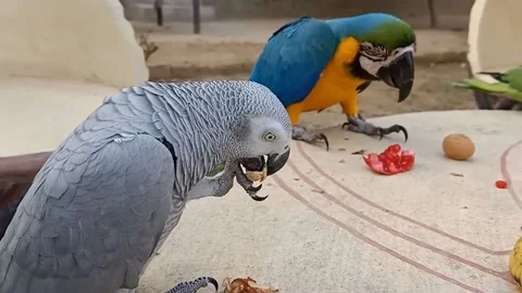 Cute Parrots Video stock 166130457