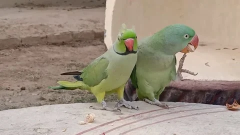 Cute Parrots 스톡 동영상 166130590