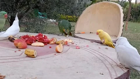 Cute Parrots Video stock 166130779