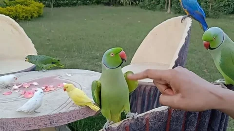 Cute Parrots Stockbeeldmateriaal 166185664