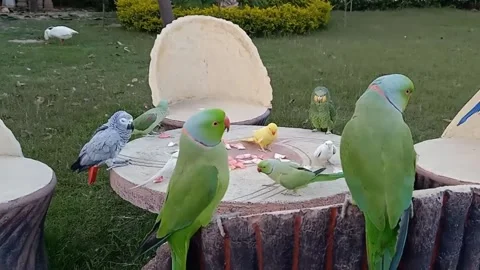 Cute Parrots 動画素材 166185874