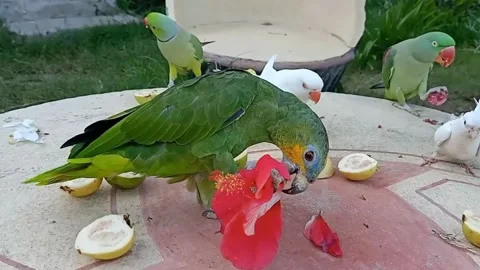 Cute Parrots 스톡 동영상 166185977