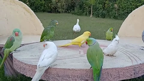 Cute Parrots 스톡 동영상 166186195