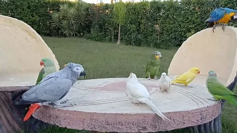 Cute Parrots Stock Footage 166186671