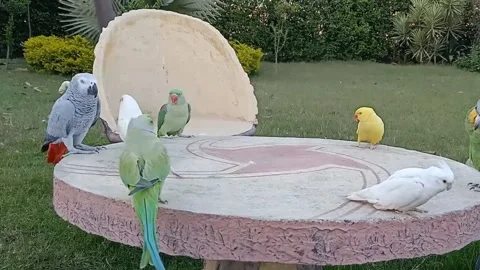 Cute Parrots Stockbeeldmateriaal 166188262