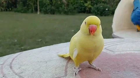 Cute Parrots Stock Footage 166188396